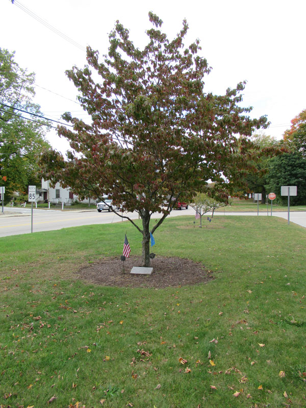 Medal of Honor Memorial Tree