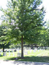War Memorial Trees