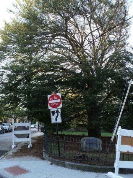 THE TREE OF LIBERTY
