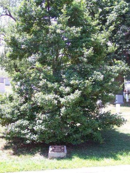 ARLINGTON CEMETERY 93RD BOMBARDMENT GROUP AMERICAN HOLLY MEMORIAL TREE