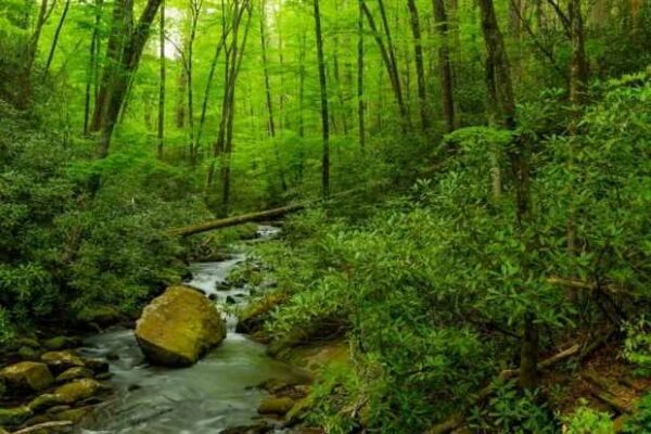 JOYCE KILMER MEMORIAL FOREST