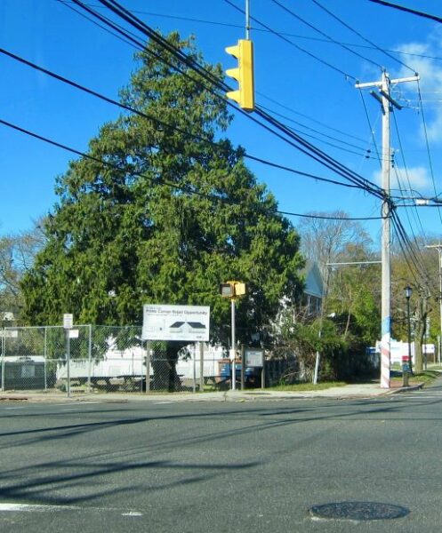 LAKE RONKONKOMA WORLD WAR II MEMORIAL TREE