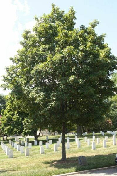 THE TUSKEGEE AIRMEN OF WORLD WAR II MEMORIAL TREE
