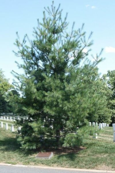 “EXERCISE TIGER MEMORIAL” TREE