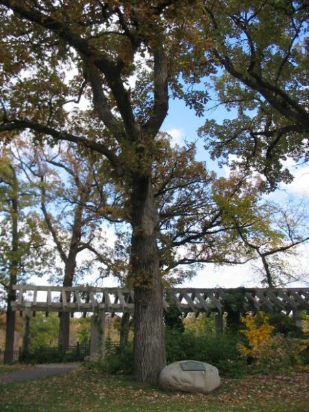 GEORGE WASHINGTON BI-CENTENNIAL TREE MEMORIAL MINNEAPOLIS
