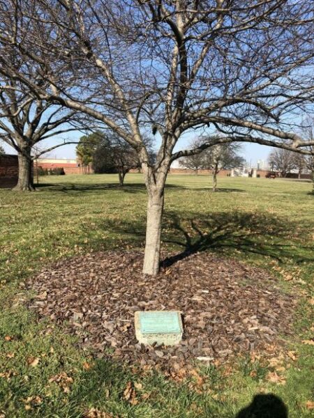 MAJOR GENERAL SAMUEL SMITH WAR MEMORIAL TREE
