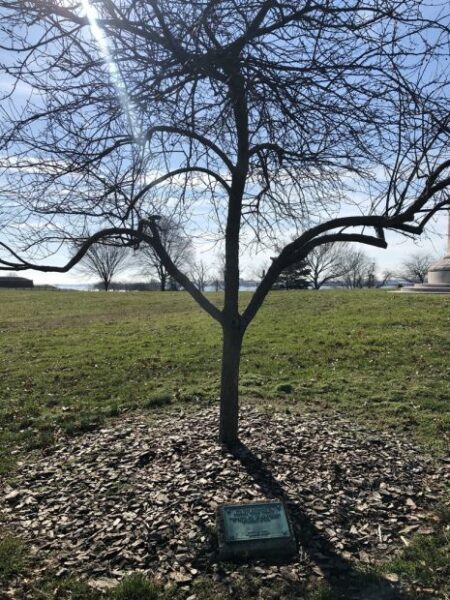COLONEL JOSEPH STERETT WAR MEMORIAL TREE
