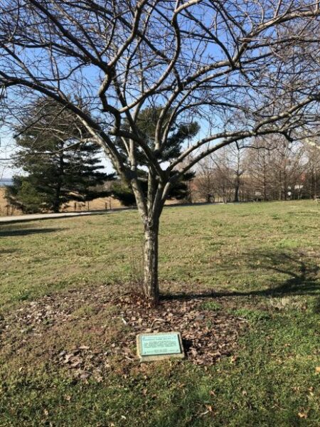 COMMODORE JOSHUA BARNEY, U.S.N. WAR MEMORIAL TREE