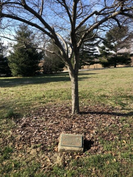 LIEUTENANT S. RUTTER WAR MEMORIAL TREE
