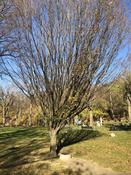 THE GOLD STAR MOTHERS VIETNAM WAR MEMORIAL TREE