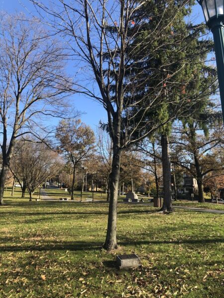THOMAS W. DUGAN WAR MEMORIAL TREE
