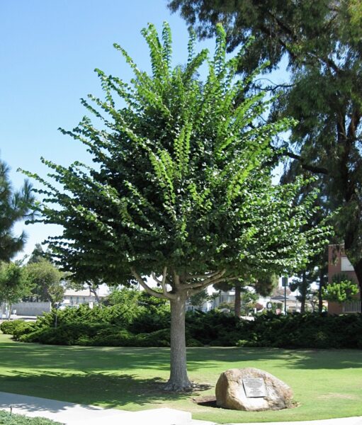 GARDENA THE WASHINGTON ELM MEMORIAL TREE