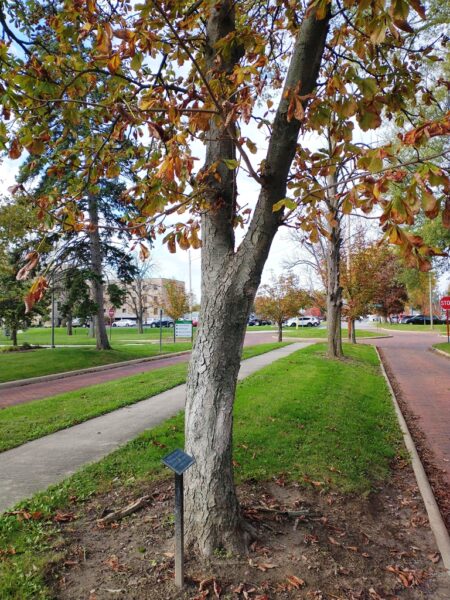 CHARLES R. SHADE WAR MEMORIAL TREE