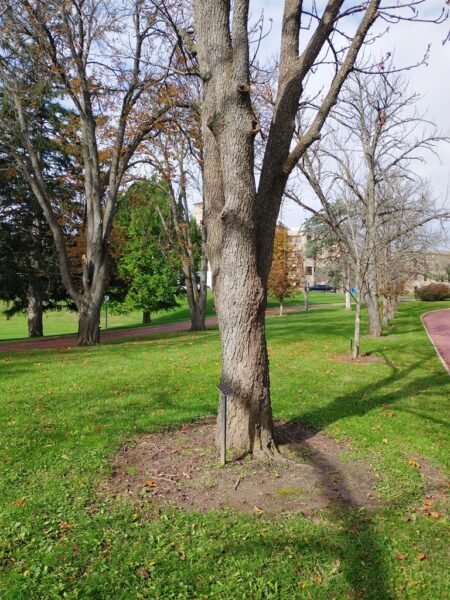 ROMAN L. CHUDZINSKI WAR MEMORIAL TREE