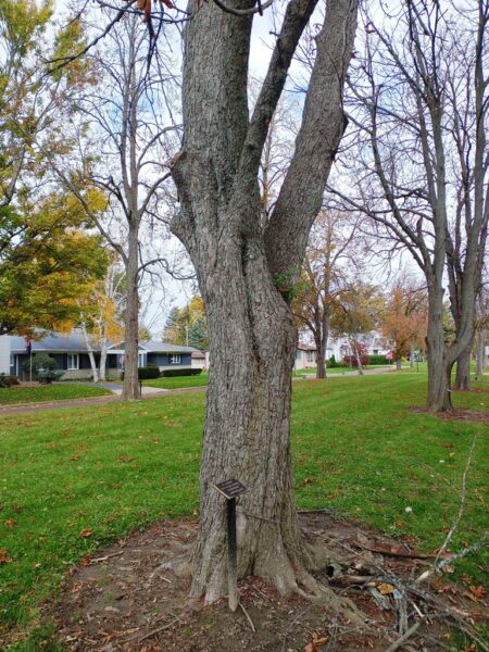 C.L.G. NIEMAN WAR MEMORIAL TREE