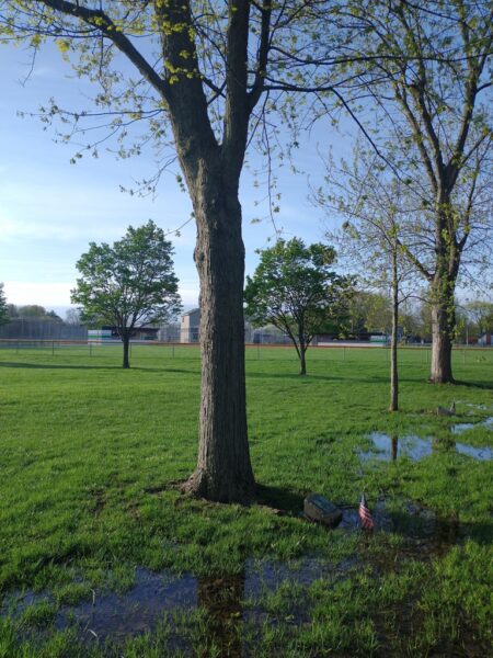KENNETH BRODBECK WAR MEMORIAL TREE