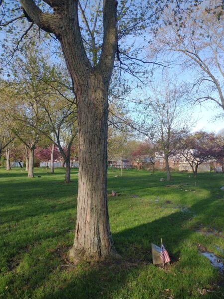 ANDREW KEELER WAR MEMORIAL TREE