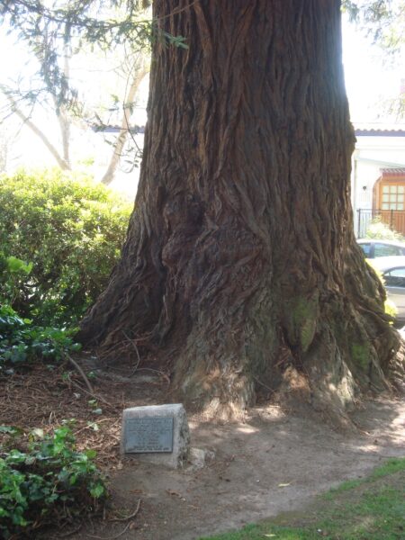 LOOKOUT MOUNTAIN RELIEF COPR NO 35 MEMORIAL TREE