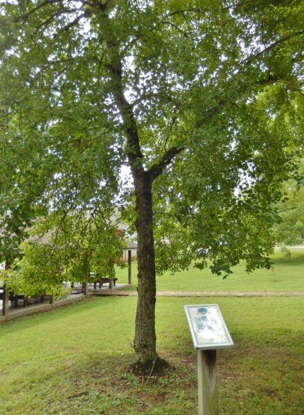 MOUNT VERNON RED MAPLE MEMORIAL